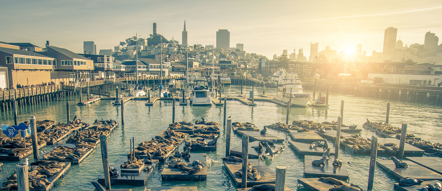 Tourists and sea lions at Pier